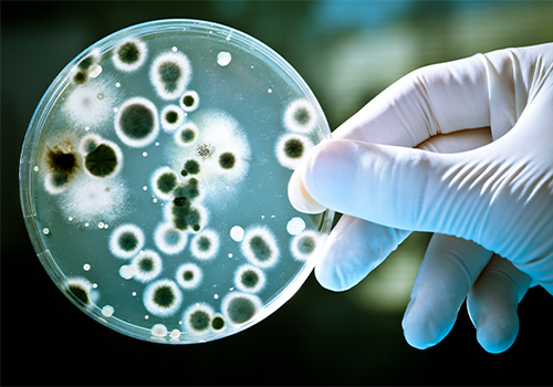 枯草芽孢杆菌厂家